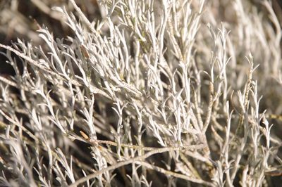Lepidospartum burgessii, photographed by Eric Knight