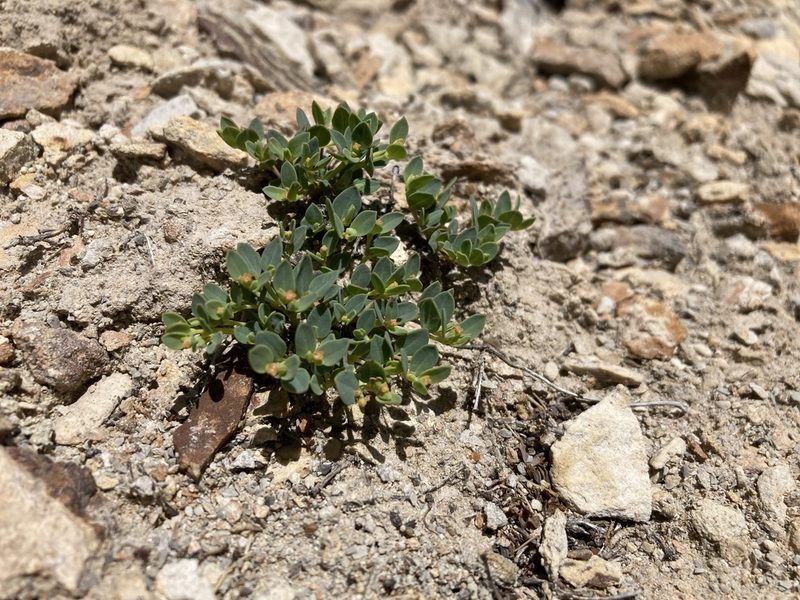 Euphorbia fendleri, photographed by Cecelia Alexander