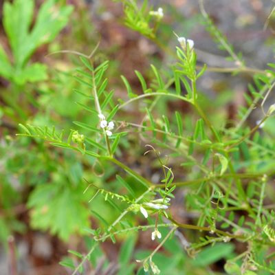 Vicia hirsuta, photographed by Petr Harant
