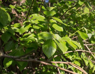 Salix caprea, photographed by Anastasia_Surkova