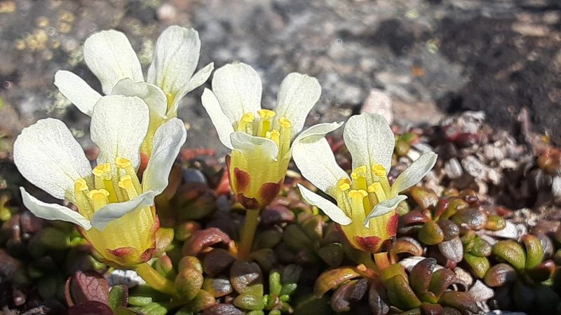 Diapensia obovata, photographed by lauralaska66