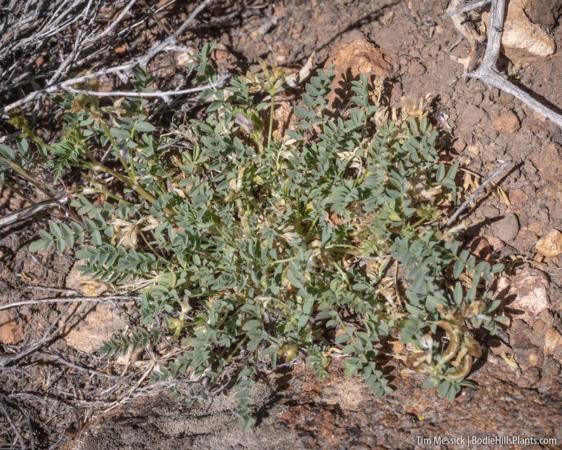 Astragalus iodanthus, photographed by Tim Messick