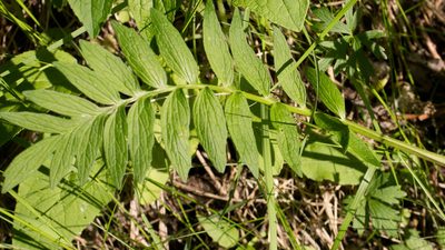 Valeriana officinalis, photographed by Anastasia_Surkova