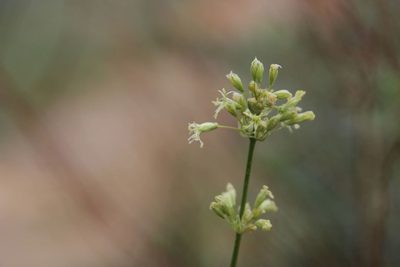 Silene otites, photographed by Olivier Argagnon