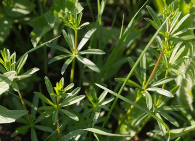 Galium mollugo, photographed by Anastasia_Surkova