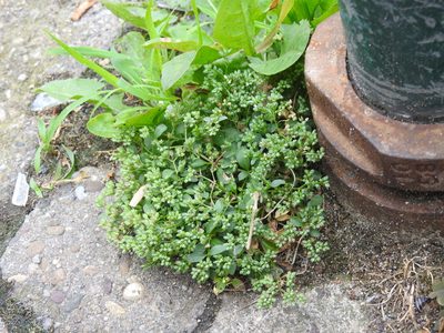 Polycarpon tetraphyllum, photographed by Yann Kemper