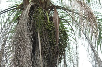 Acrocomia totai