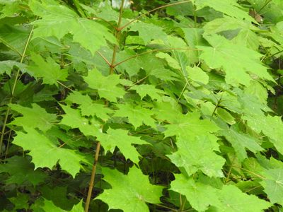 Acer platanoides, photographed by Yann Kemper