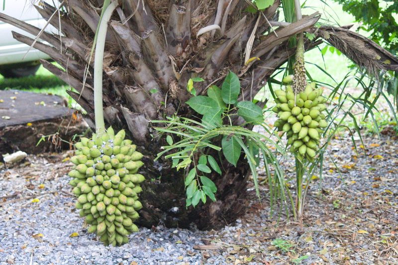 Attalea phalerata, photographed by Fernando Sessegolo