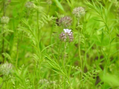 Phacelia tanacetifolia, photographed by Yann Kemper