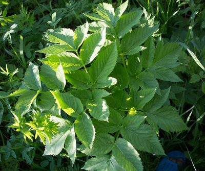 Angelica archangelica, photographed by Anastasia_Surkova