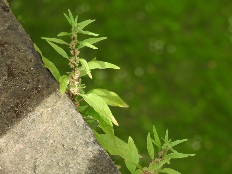 Parietaria judaica, photographed by Yann Kemper