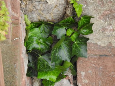 Hedera helix, photographed by Yann Kemper
