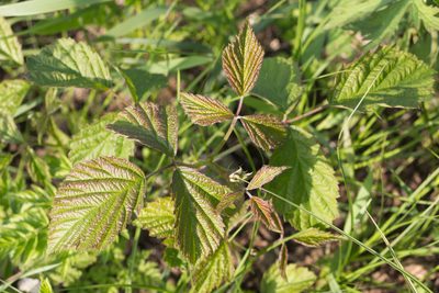 Rubus caesius, photographed by Anastasia_Surkova