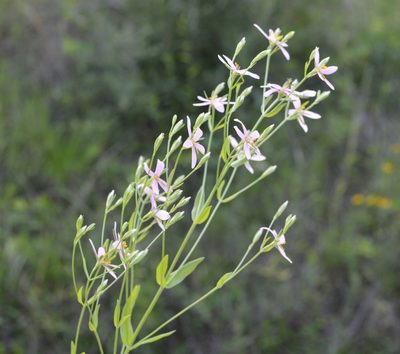 Sabatia brachiata, photographed by Daniel McNair