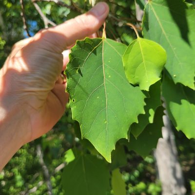 Populus grandidentata, photographed by Matt Pelikan