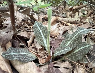 Goodyera pubescens, photographed by Anne Parker