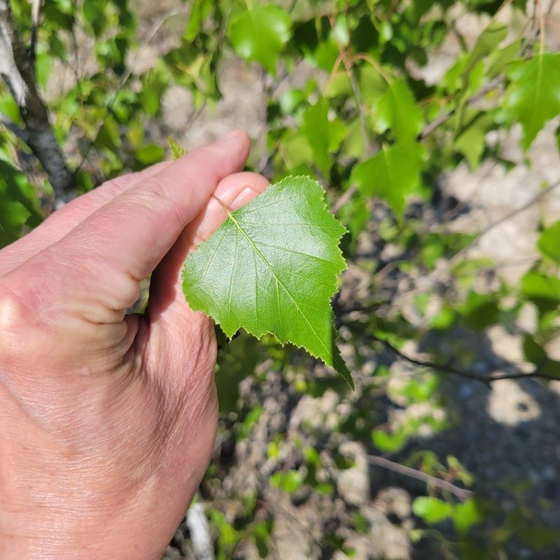 Betula populifolia, photographed by Matt Pelikan
