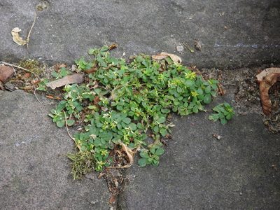 Trifolium dubium, photographed by Yann Kemper