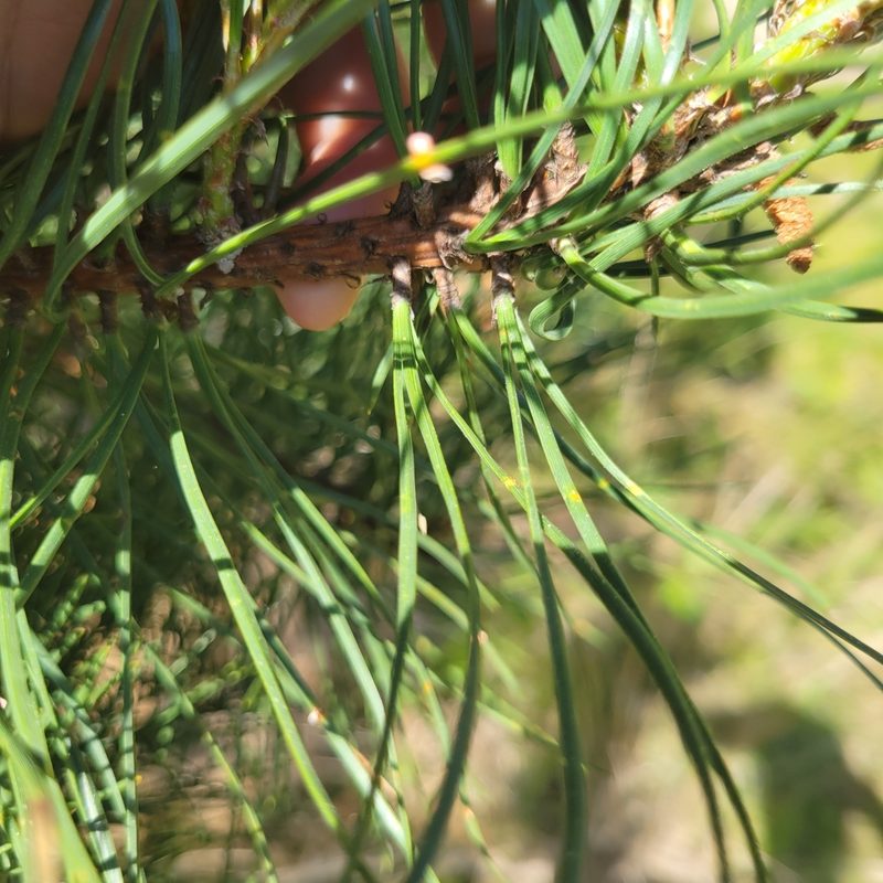 Pinus rigida, photographed by Matt Pelikan