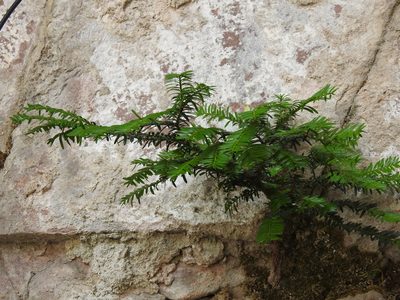 Taxus baccata, photographed by Yann Kemper