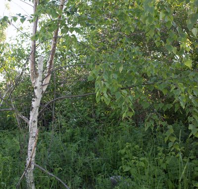 Betula pendula, photographed by Anastasia_Surkova