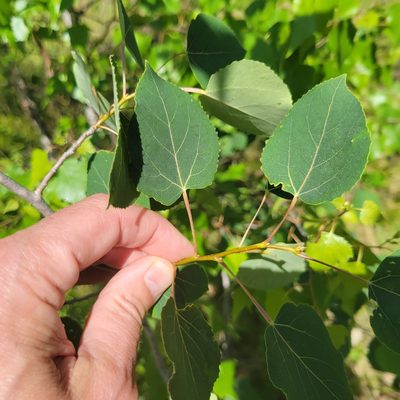 Populus tremuloides, photographed by Matt Pelikan