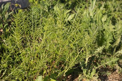 Barbarea vulgaris, photographed by Anastasia_Surkova