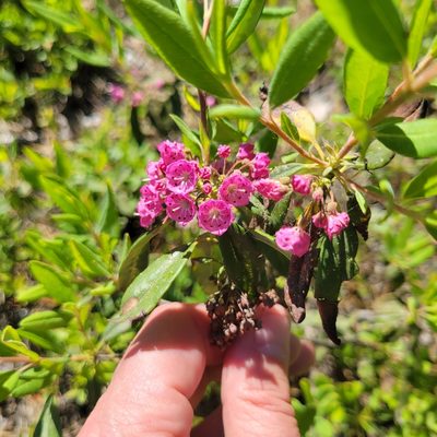 Kalmia angustifolia, photographed by Matt Pelikan