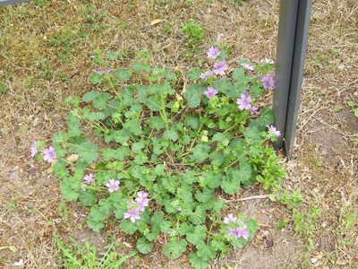 Malva sylvestris, photographed by Yann Kemper