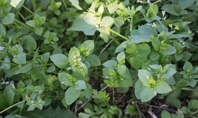 Stellaria media, photographed by Anastasia_Surkova
