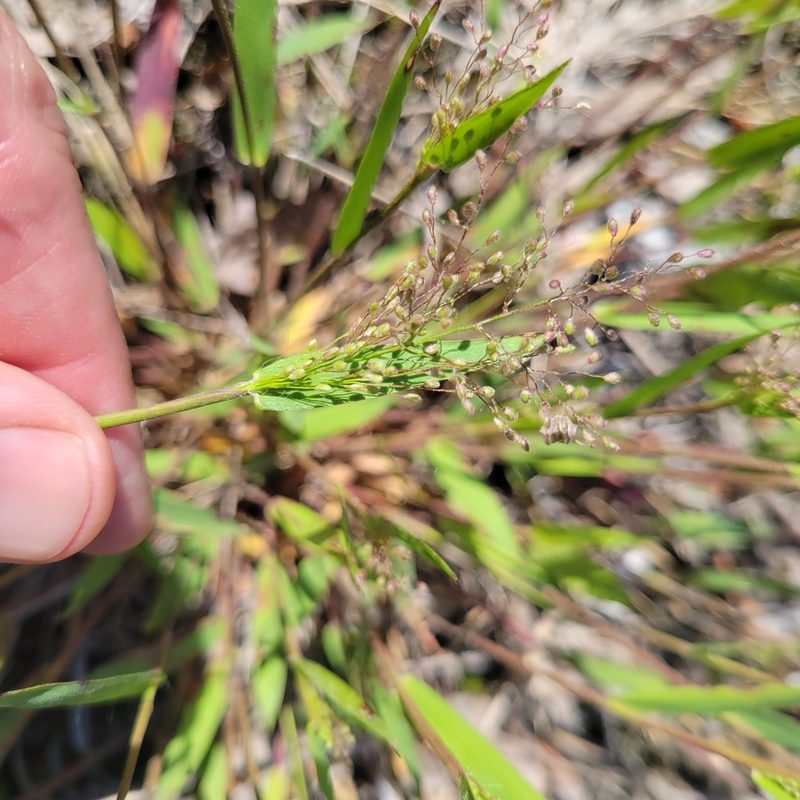 Dichanthelium sphaerocarpon, photographed by Matt Pelikan