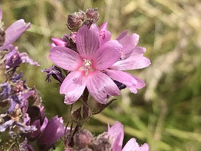 Sidalcea oregana, photographed by Aaron Liston