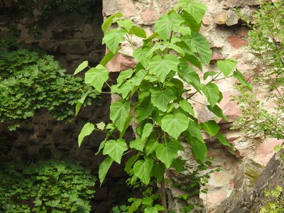 Paulownia tomentosa, photographed by Yann Kemper