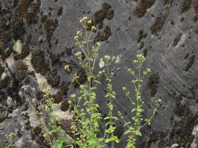 Origanum vulgare, photographed by Yann Kemper