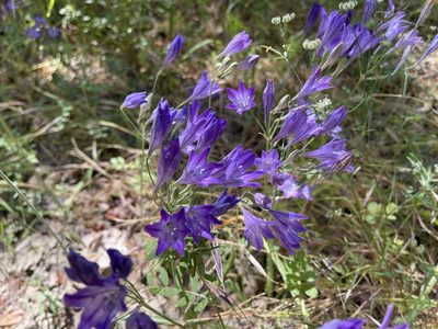 Triteleia laxa, photographed by rappman