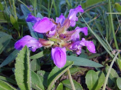 Prunella grandiflora, photographed by Manuel R Popp