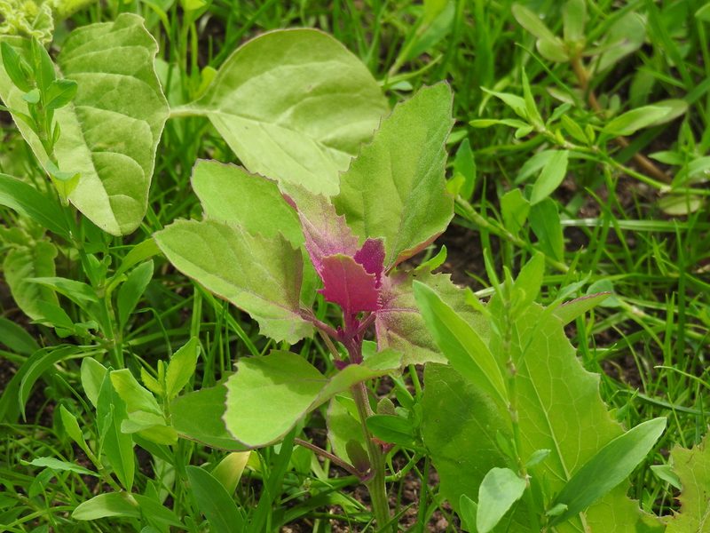 Chenopodium giganteum, photographed by Yann Kemper