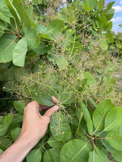 Cotinus obovatus, photographed by Nathan Aaron