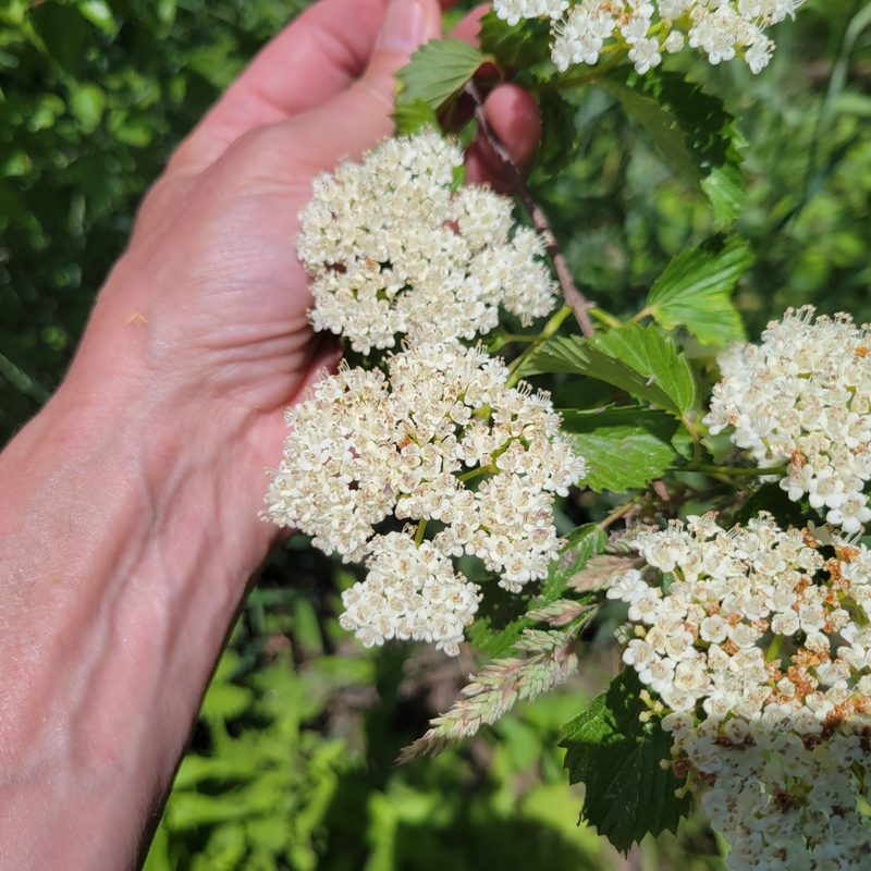 Viburnum dentatum, photographed by Matt Pelikan