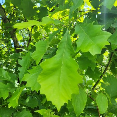 Quercus bicolor, photographed by Matt Pelikan