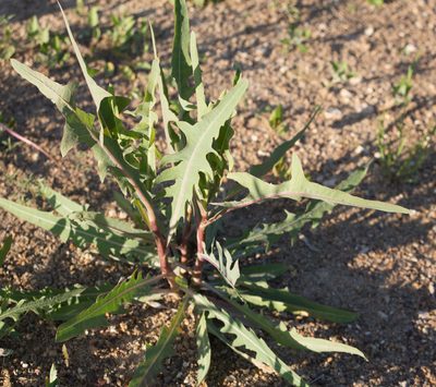 Lactuca tatarica, photographed by Anastasia_Surkova