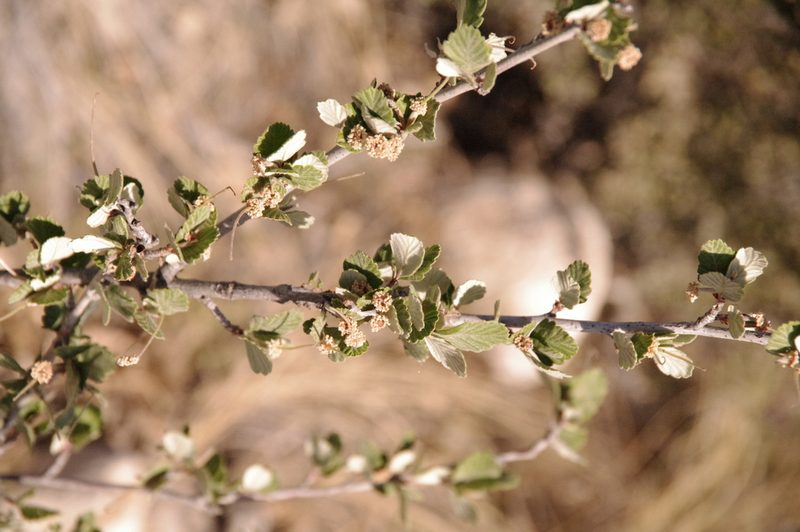 Cercocarpus montanus, photographed by Eric Knight