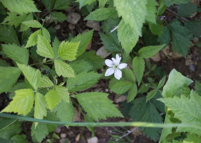 Rubus caesius, photographed by Anastasia_Surkova
