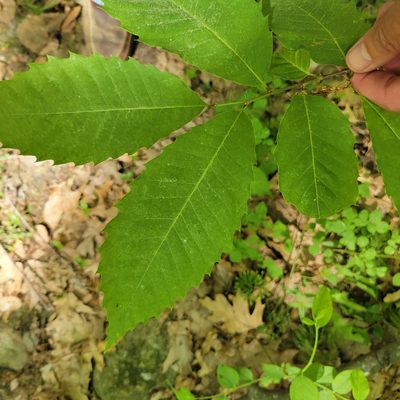 Castanea dentata, photographed by Matt Pelikan