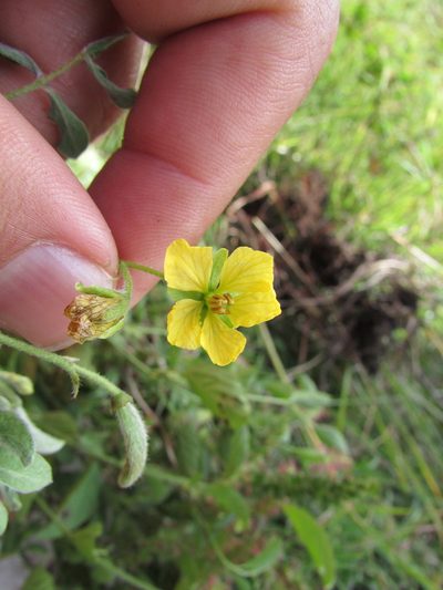 Senna crotalarioides, photographed by Carlos Martorell