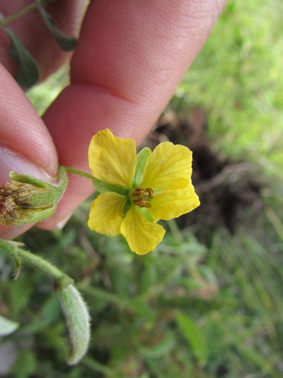 Senna crotalarioides, photographed by Carlos Martorell