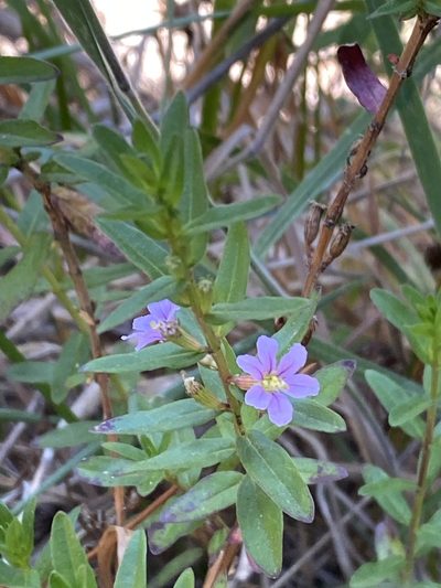 Lythrum maritimum, photographed by nebrooks