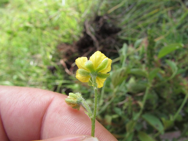 Senna crotalarioides, photographed by Carlos Martorell