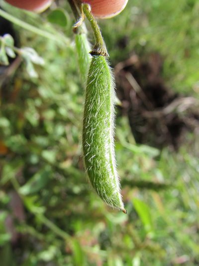 Senna crotalarioides, photographed by Carlos Martorell